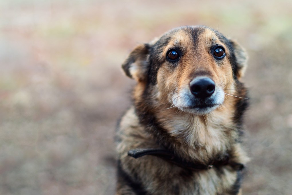 A sign put up by localist district councillor Lee Man-ho bars ‘blue-ribbons and dogs’ from entry. Photo: Shutterstock