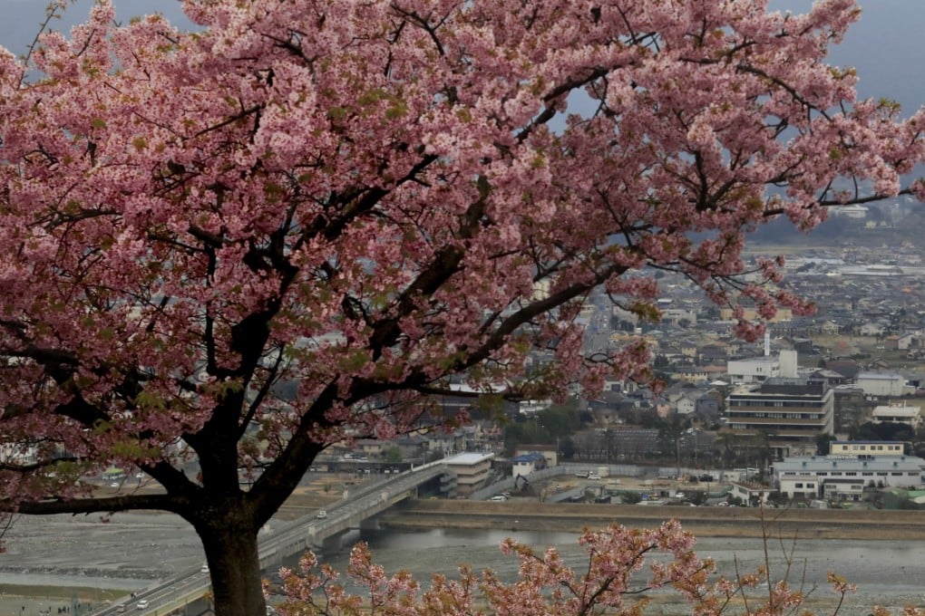 A cherry tree in Matsuda, Japan. Photo: AP