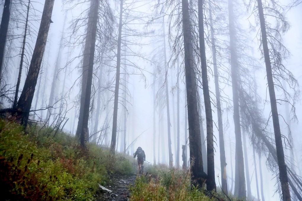 A member of the US Park Service’s revegetation crew hikes through fog among the trees blackened by the Sprague Creek wildfire in Glacier National Park, Montana, on September 17. The crew planted 585 whitebark pine seedlings among the skeletal remains of the forest. With annual average temperatures in Montana rising almost 1.6 degrees Celsius since 1950, species like the whitebark pine are now facing increased threats of infections, insect infestations and wildfire. Photo: Getty Images/AFP