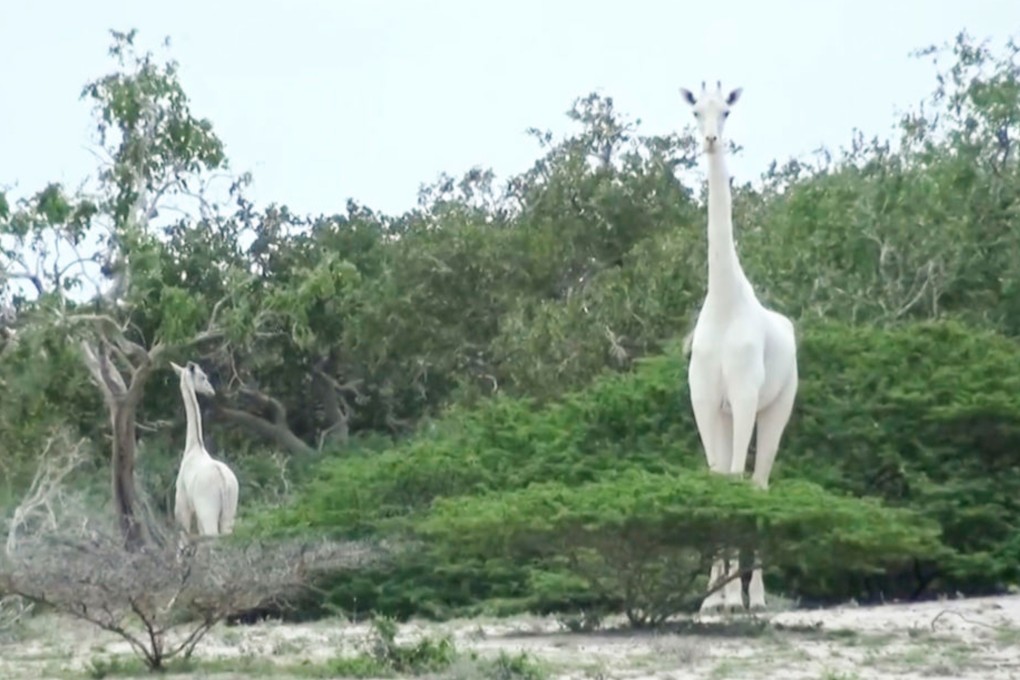 A photo of the rare white giraffe and its calf taken in May 2017 in Kenya’s Garissa county. Photo: Ishaqbini Hirola Community Conservancy via AFP