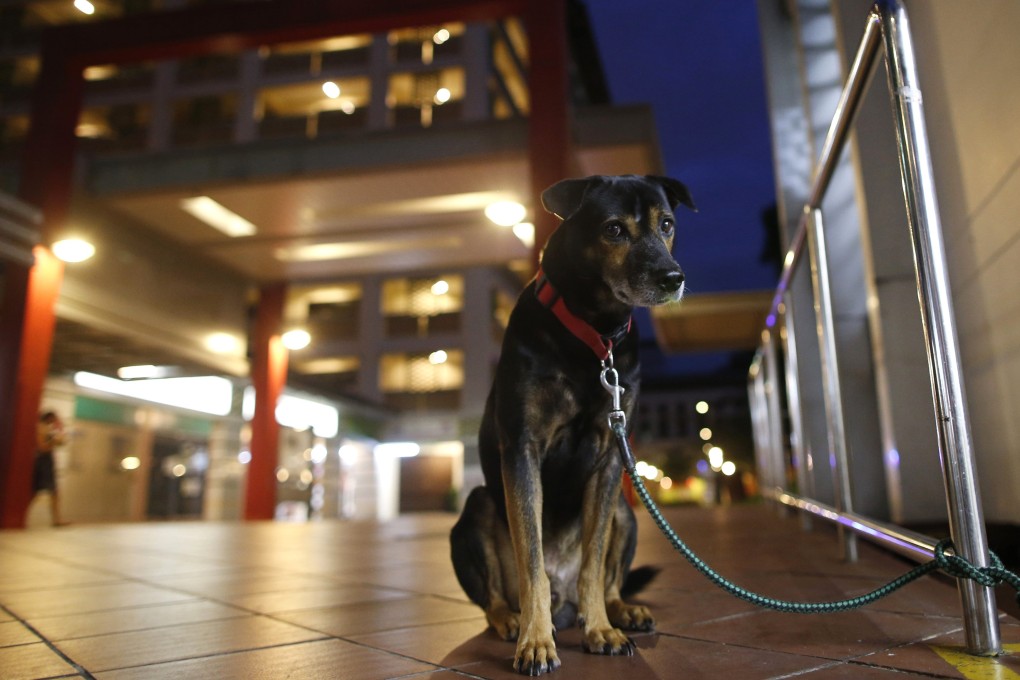 A dog waits for its owner at a public housing estate in Singapore. With fewer dogs and cats being adopted, shelters that are already full or close to being full are unable to take in new animals. Photo: Reuters