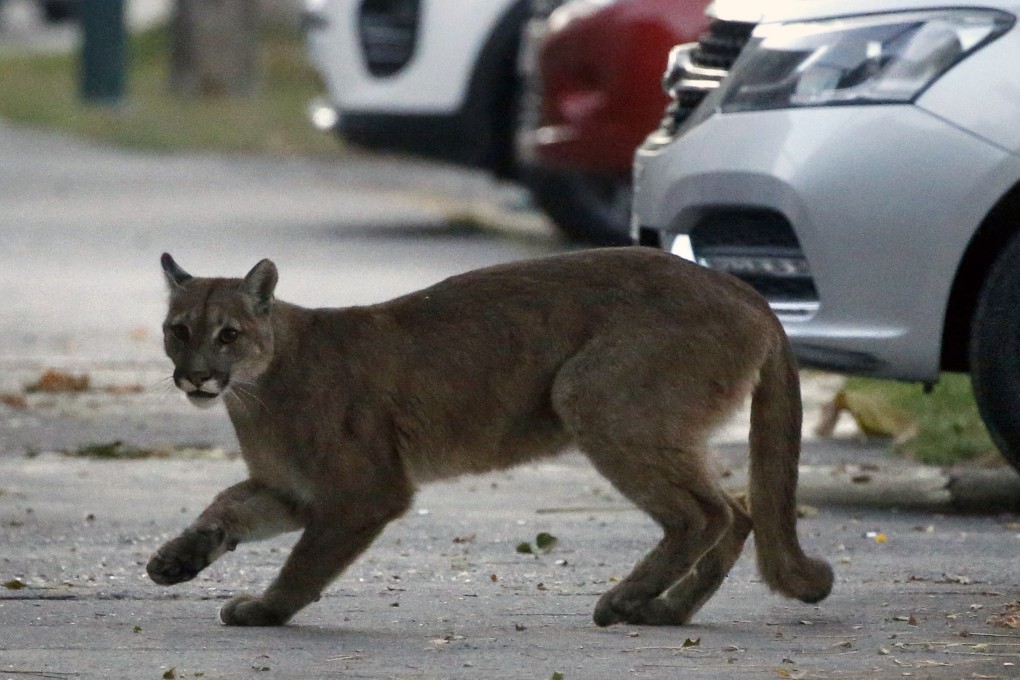 A puma on the streets of Chile’s capital Santiago on March 24. Photo: AFP
