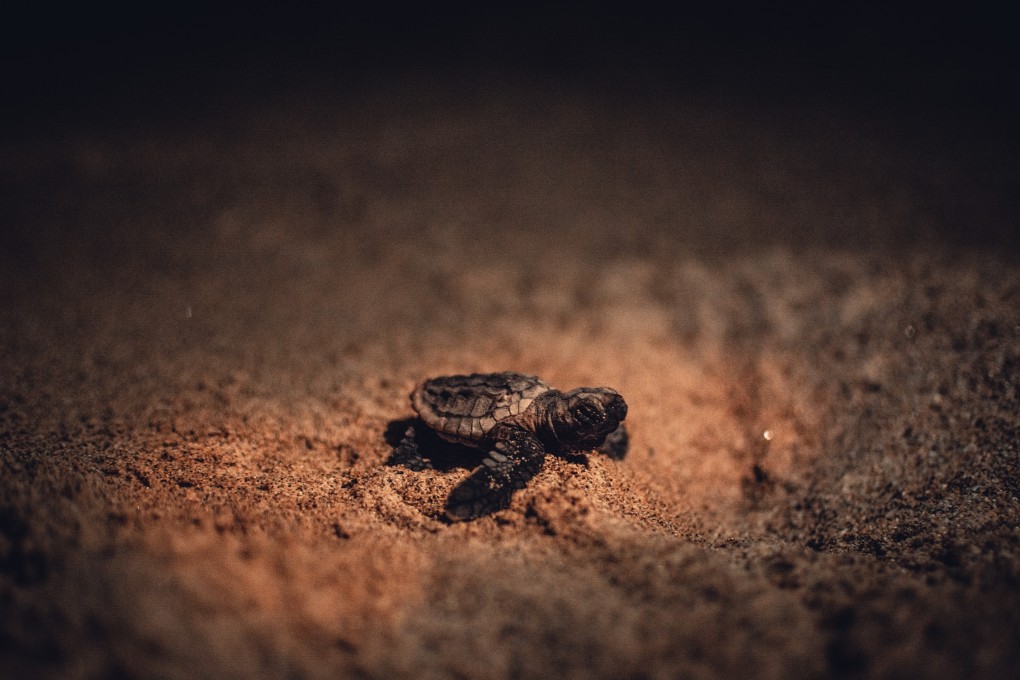 A loggerhead hatchling on Mabibi Beach, in South Africa. Photo: Melanie van Zyl