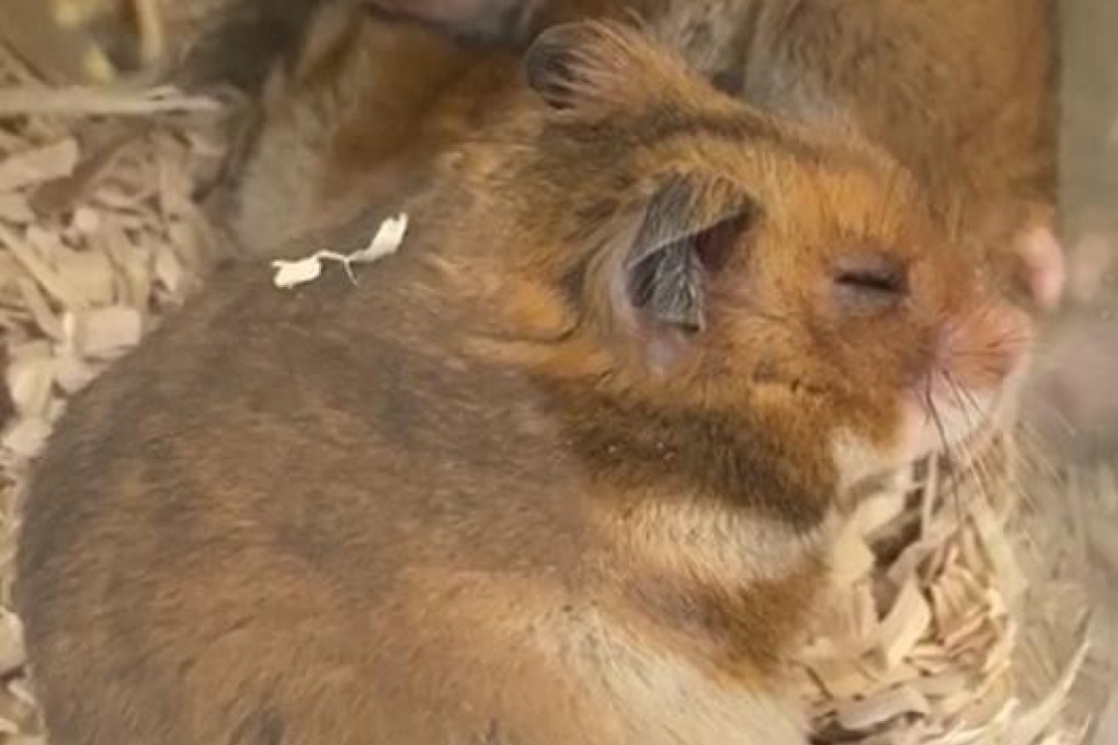 Hamsters infected with the coronavirus after first being injected with blood serum from recovered subjects were found to carry viral loads about 10 times lower. Photo: Clinical Infectious Diseases medical journal