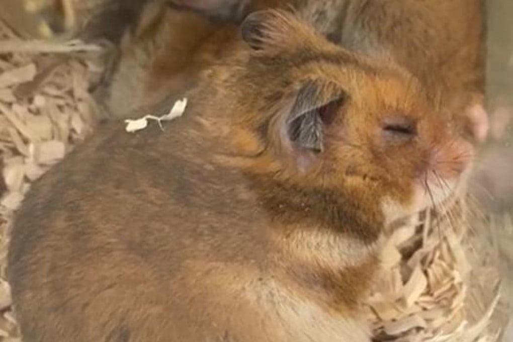 Hamsters infected with the coronavirus after first being injected with blood serum from recovered subjects were found to carry viral loads about 10 times lower. Photo: Clinical Infectious Diseases medical journal