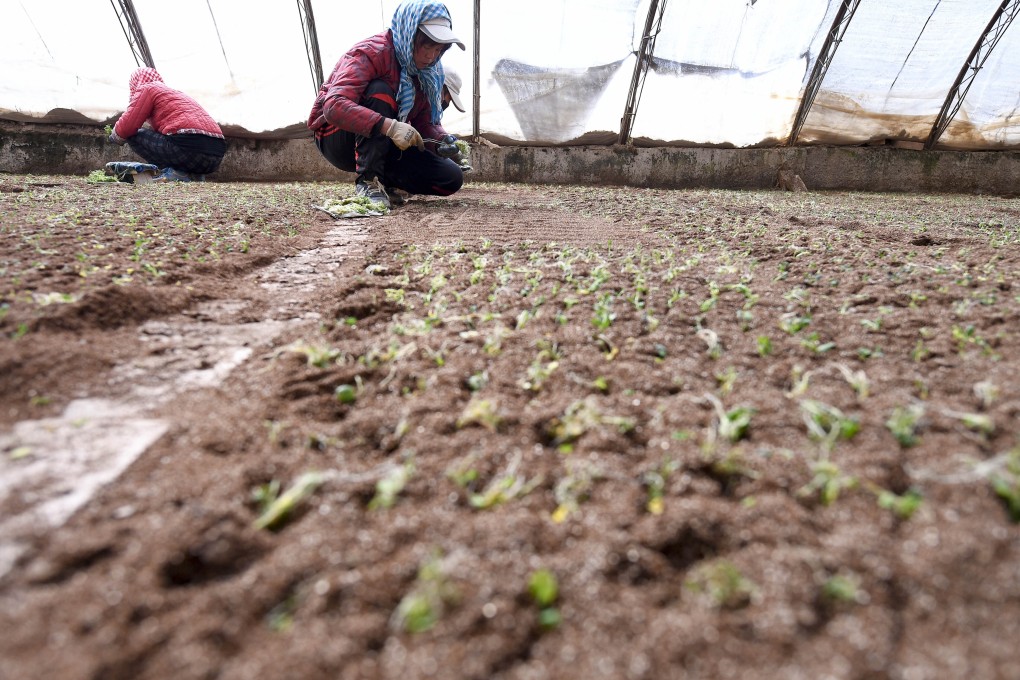 China should reverse course and encourage more people to return to farming, says one outspoken researcher. Photo: Xinhua