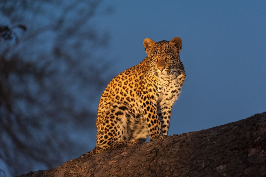 A young female leopard cub in Sabi Sands Game Reserve, in South Africa. Photo: Shutterstock