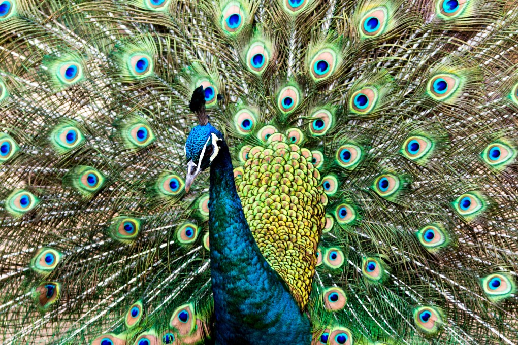 China’s green peacock is more endangered than the giant panda and its last remaining habitat has won a reprieve in a rare legal victory for environmental activists. Photo: Handout