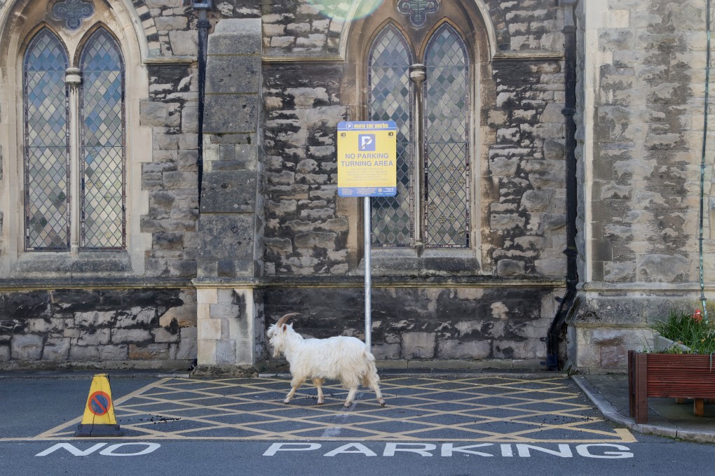 A goat wanders outside a church in Llandudno, Wales, on March 31. A group of goats walked around the deserted streets of the seaside town during the nationwide lockdown in Britain to curb the spread of the coronavirus. Photo: Reuters