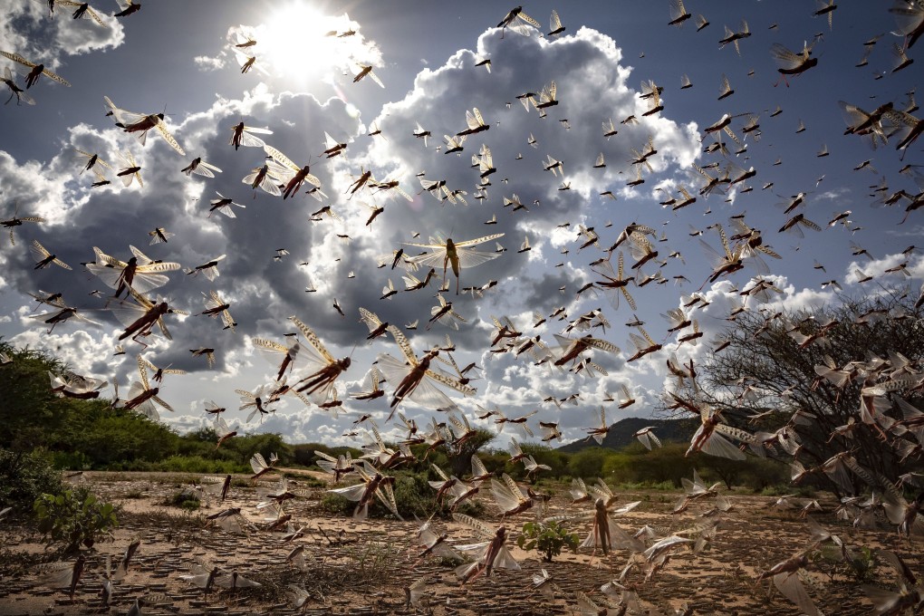 A swarm of desert locusts flies in Kipsing, near Oldonyiro, in Isiolo county, Kenya. Photo: FAO via AP