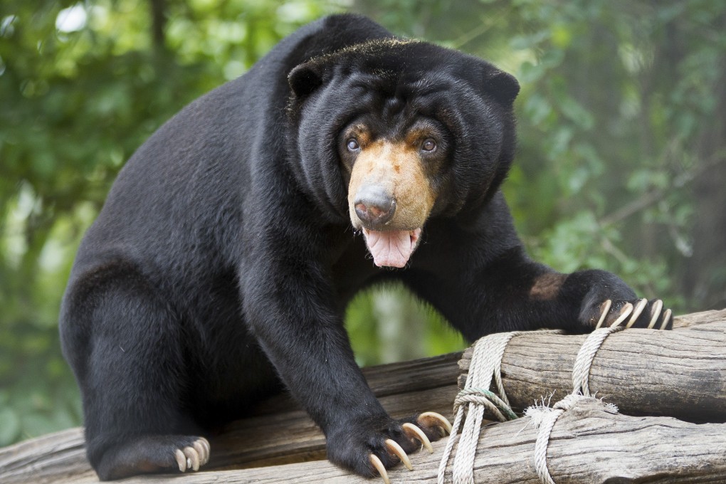 The Free the Bears organisation rescues and rehabilitates bears at sanctuaries in Southeast Asia. Photo: Free the Bears/PeterYuen