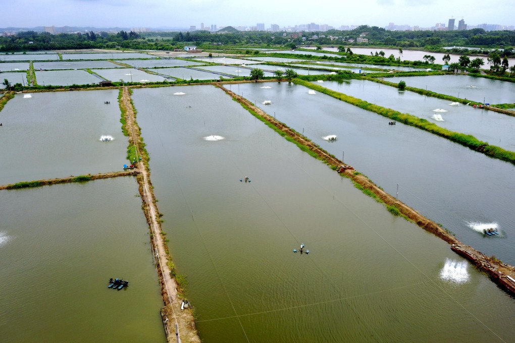 A quarter of the shrimp farms in Guangdong province have been infected with a deadly new disease Div1, local farmers say. Photo: Xinhua