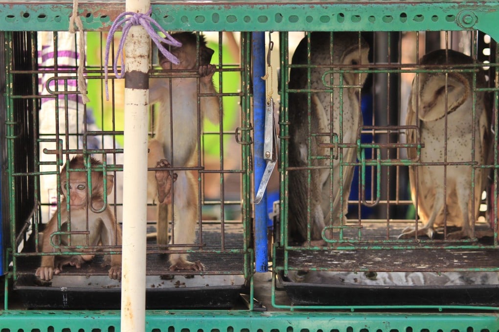 Animal markets in Indonesia – like the Jatinegara Bird Market in East Jakarta – are seeing a drop in visitors, in part because the spread of Sars-CoV-2 coronavirushas shone a spotlight on the trade and consumption of wildlife. Photo: Getty Images