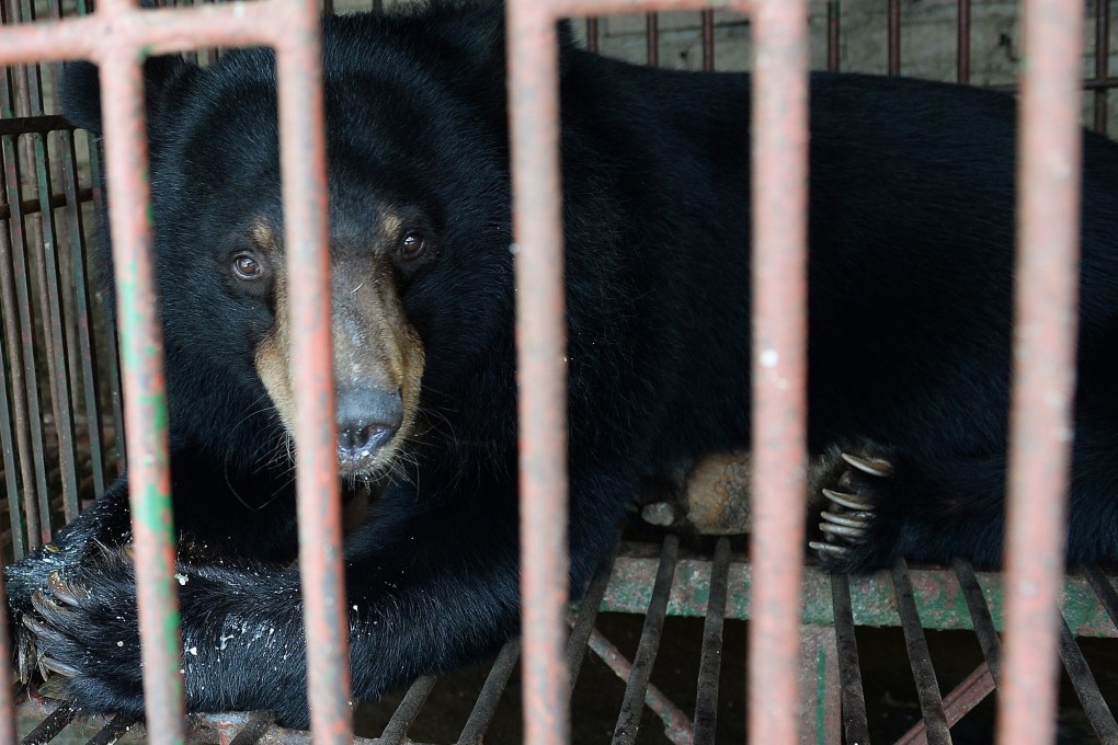 A captive Asian black bear pictured at a bile farm in Vietnam. Photo: AFP