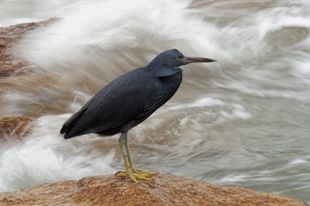 Hong Kong in April is a birdwatcher’s paradise. A reef egret in Cheung Chau, Hong Kong. Photo: Martin Williams