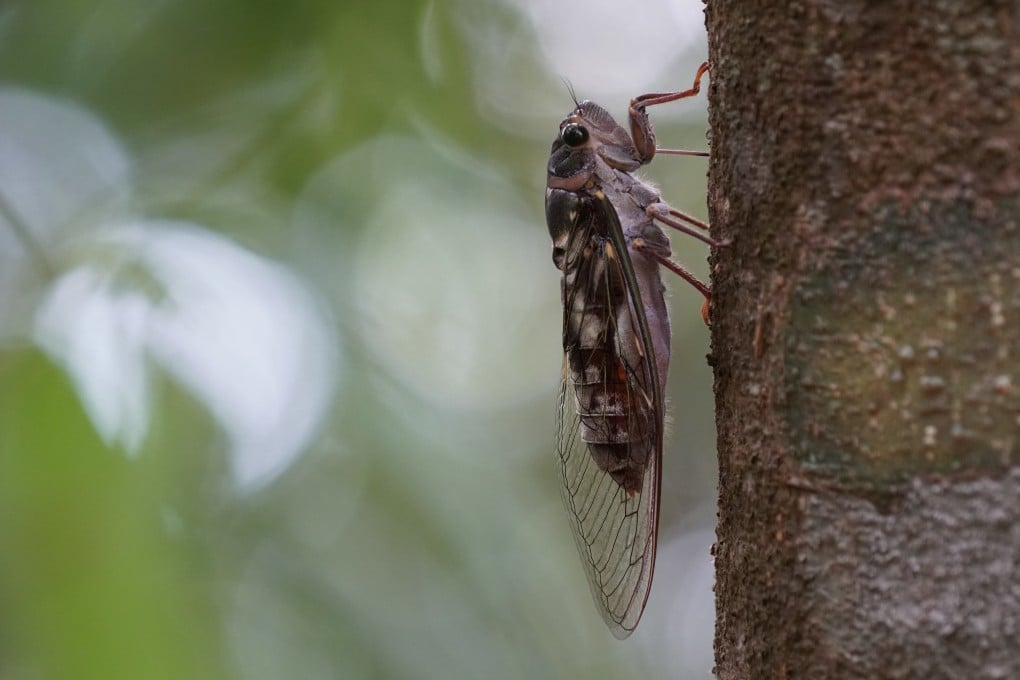 The first Meimuna opalifera cicadas were reported in central Japan as far back as 2011. Photo: Shutterstock