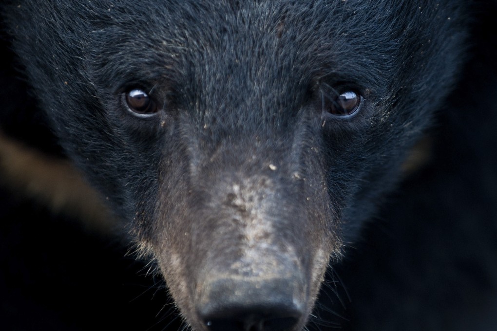 One of the caged inmates at a bear farm of a pharmaceutical company that makes bear bile tonics, in southeast China’s Fujian province, as seen during a media tour in February 2012. Photo: AP