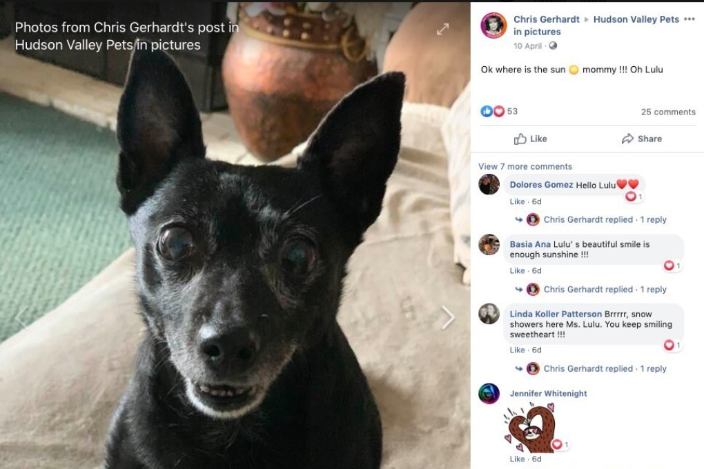 A photo of Lulu, a Schipperke, on Facebook group Hudson Valley Pets in Pictures. “This site brings me so much joy,” owner Chris Gerhardt says. Photo: Facebook / Chris Gerhardt