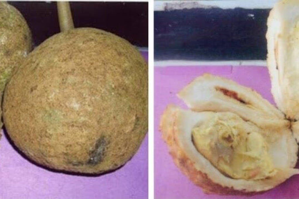 In Indonesia, durians – the smelly “king of fruit” – can be found without spikes.