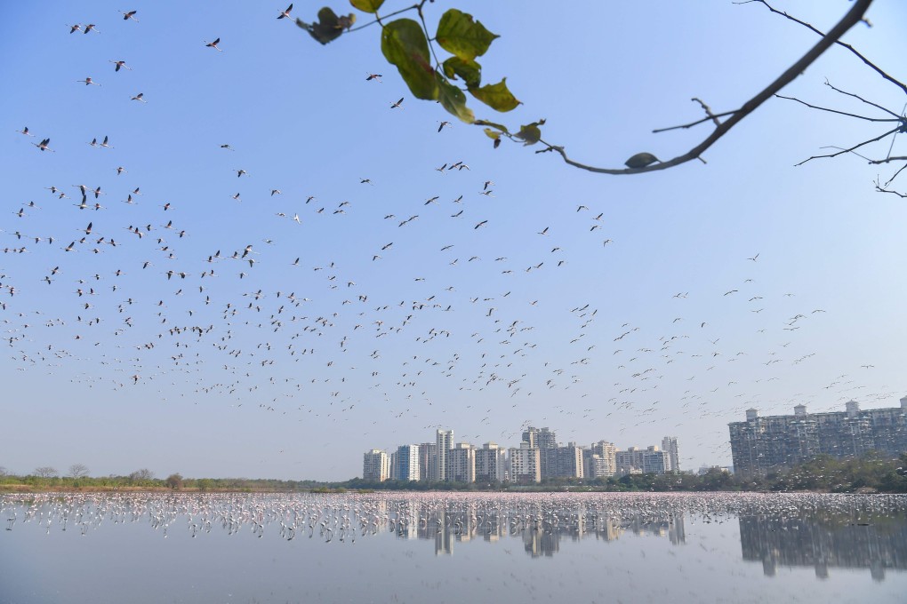 A flock of flamingos is seen in Navi Mumbai amid India’s nationwide coronavirus lockdown. photo: AFP