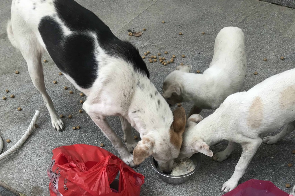 Binny Babbar feeds around 80 dogs a day in New Delhi. Photo: Binny Babbar