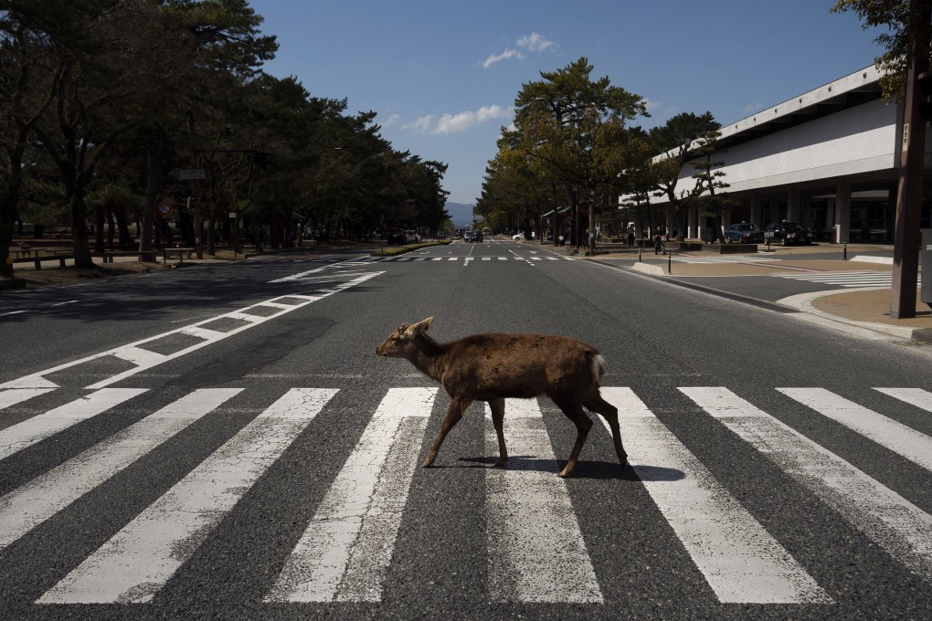 A deer at a pedestrian crossing in Nara, the ancient Japanese capital city where tourism has been hit hard by the pandemic. Photo: AP