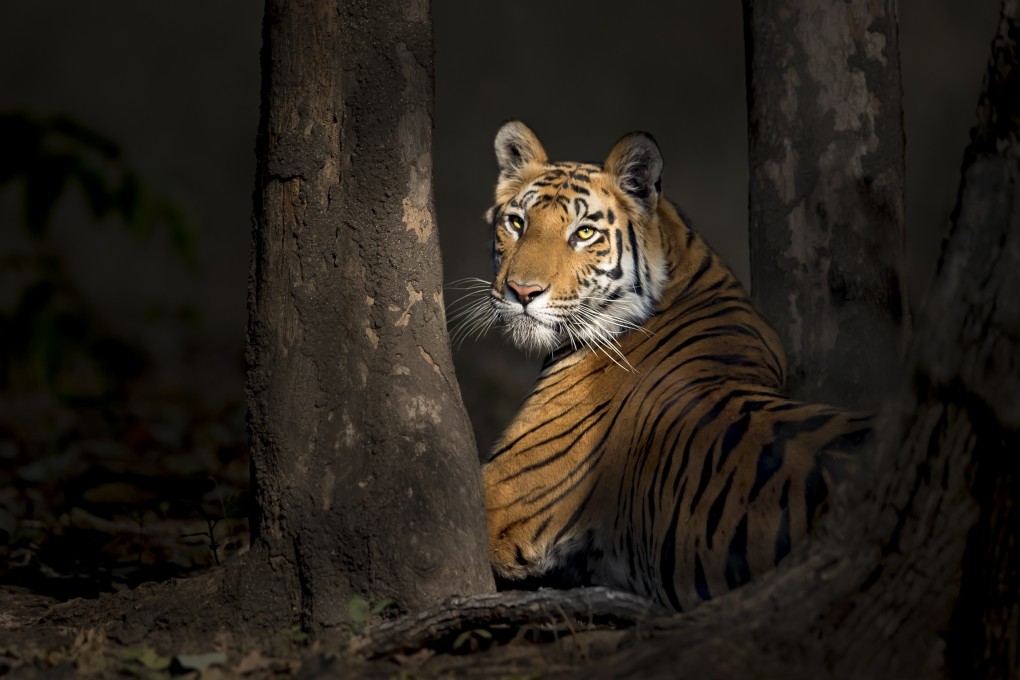 A Bengal tiger in the woods in Bandhavgarh National Park, India. The species is one of the contenders for a “New Big 5” list of iconic animals. Photo: Thomas Vijayan
