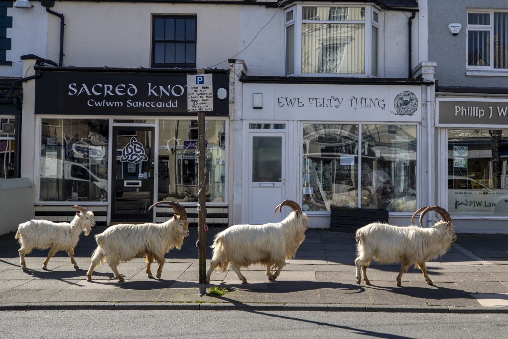 A herd of goats takes a stroll along Trinity Square, in the Welsh town of Llandudno, on March 31, as humans stayed indoors under a coronavirus lockdown. Photo: PA Wire/DPA
