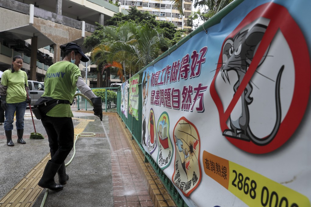 The exact mode of transmission of rat hepatitis E virus to humans is unknown at the moment. Photo: Sam Tsang.