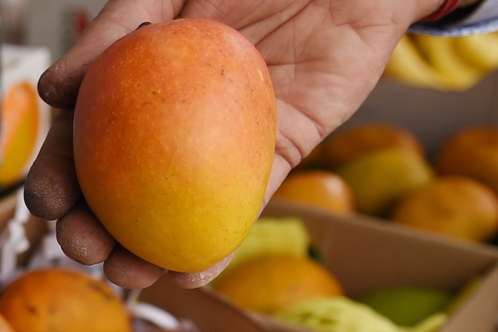 Indians know the Alphonso is the 'king of mangoes'. If only they could buy  some | South China Morning Post