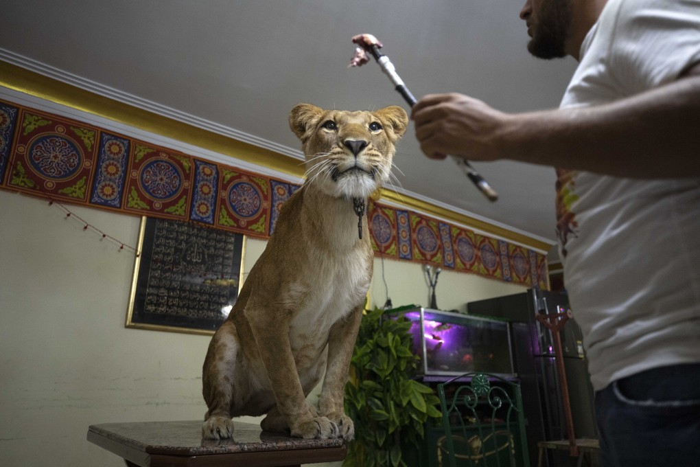 Lion tamer Ashraf el-Helw feeds five-year-old female African lion Joumana inside his family flat in Cairo on Tuesday. Photo: AP