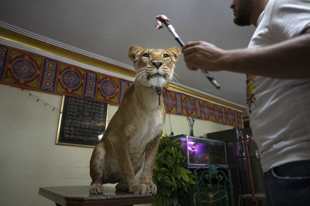 Lion tamer Ashraf el-Helw feeds five-year-old female African lion Joumana inside his family flat in Cairo on Tuesday. Photo: AP