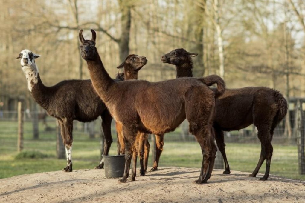 Winter the lama (front) lives on a farm operated by Ghent University's Vlaams Institute for Biotechnology. Photo: Tim Coppens