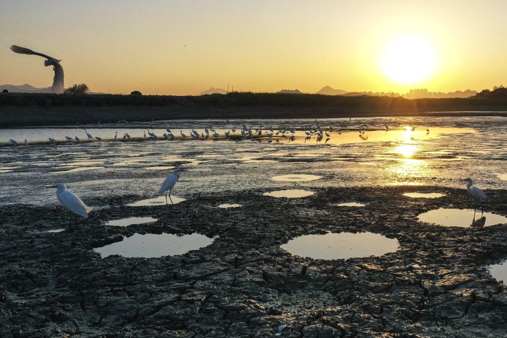Migratory birds stop over on dried land and fish ponds in Tai Sang Wai, near the Mai Po nature reserve in Yuen Long. Photo: Winson Wong
