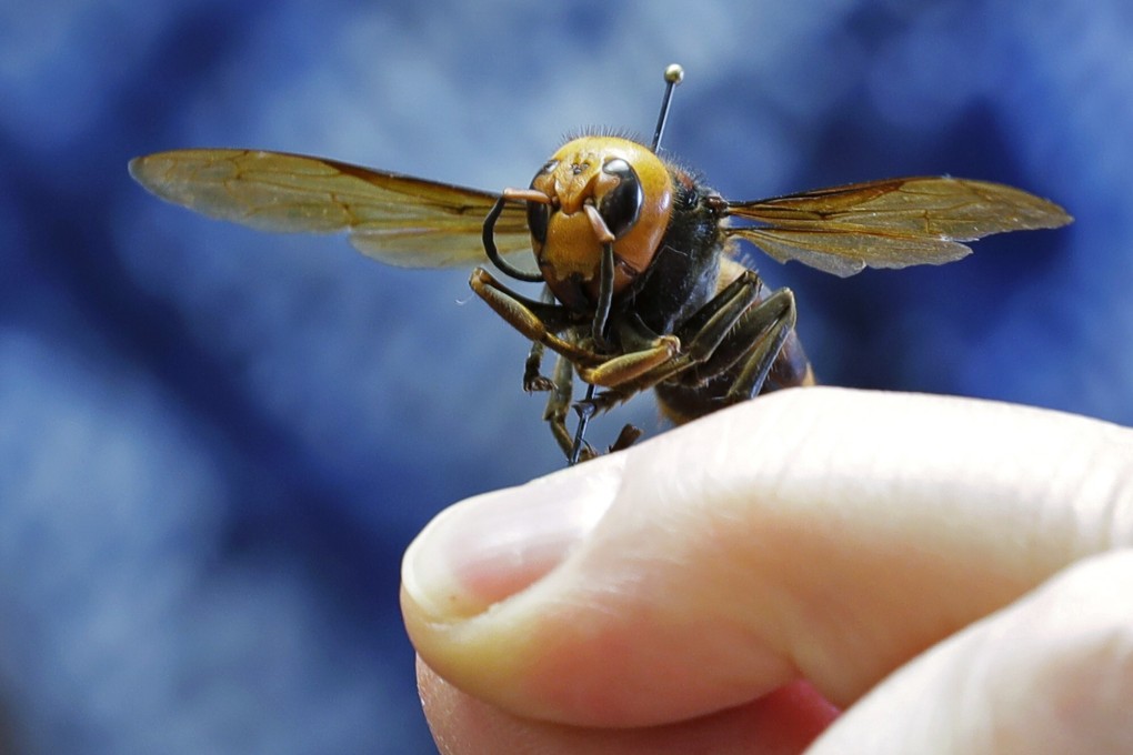 A dead Asian giant hornet from Japan is held on a pin by Sven Spichiger, an entomologist with the Washington state Department of Agriculture. Photo: AP