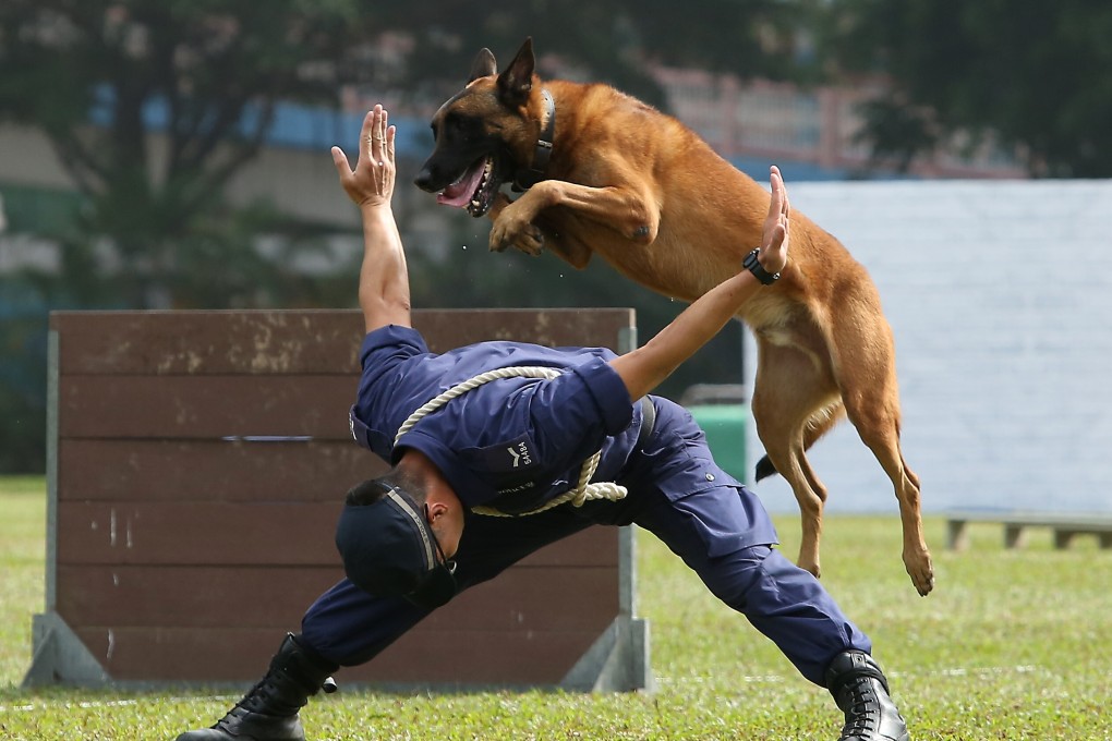 Constable Lam Hon-wai and Kabriel perform skills during a Police Dog Unit event at the Siu Sai Wan Sports Ground. Photo: Edmond So