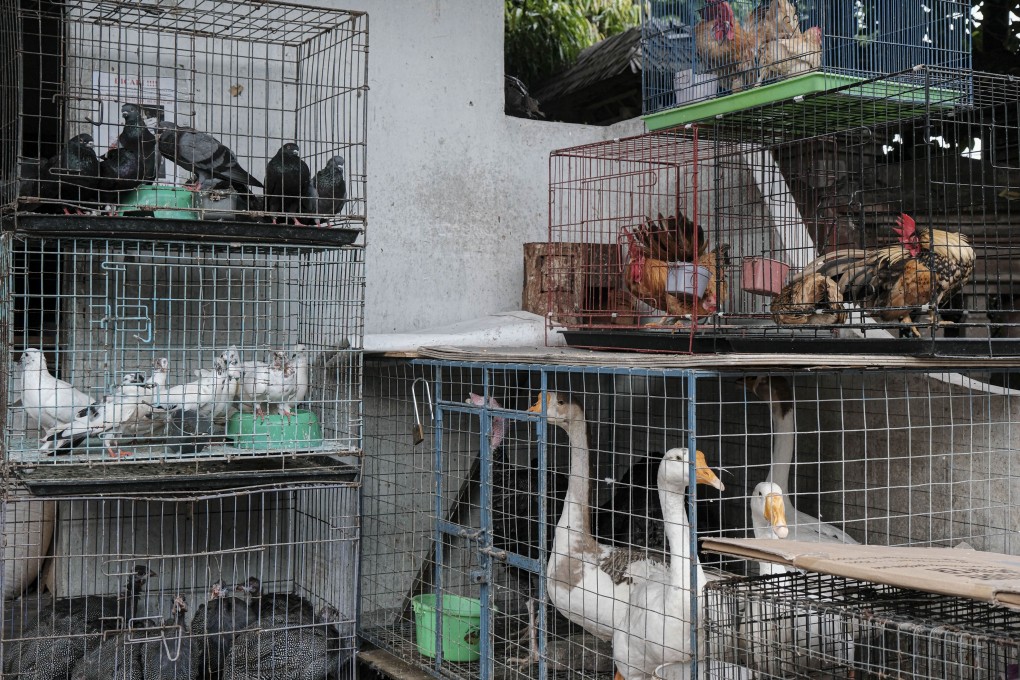 Various birds on sale at an animal market in Bali, Indonesia. Scientists will teach veterinarians to detect diseases early in animal populations to help prevent future outbreaks among humans. Photo: Agoes Rudianto