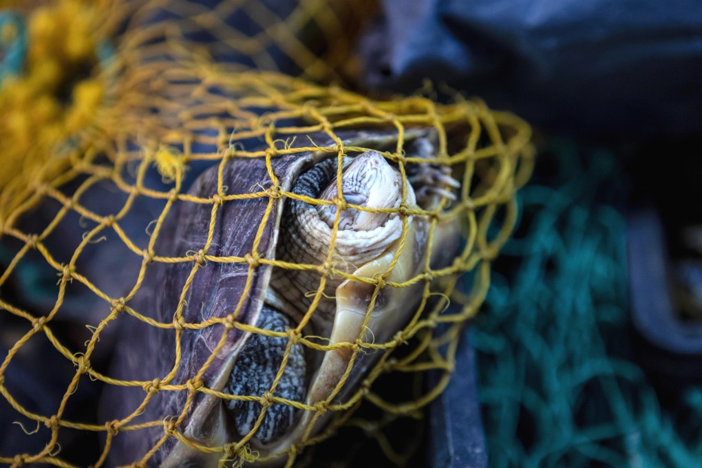 Live turtles on display at a wet market. Singapore’s government stopped tendering out wet market stalls for the sale of wild turtles in 2012 but existing stalls are allowed to operate as long as they comply with food safety and hygiene requirements. Photo: EPA-EFE