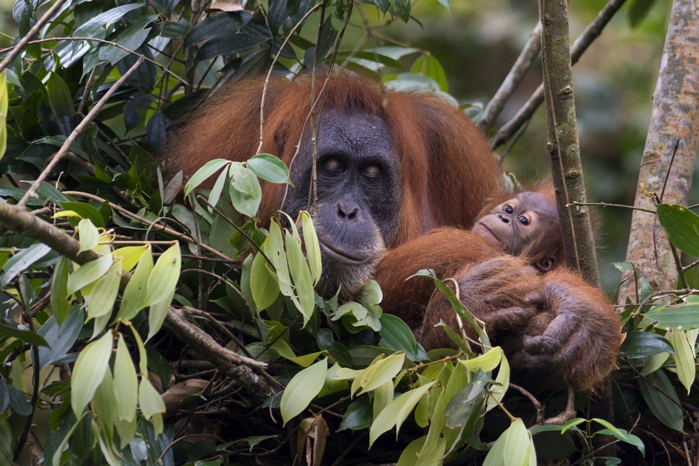 Endangered orangutans are victims of Tokyo’s Olympic 2020 timber procurement. Photo: AFP
