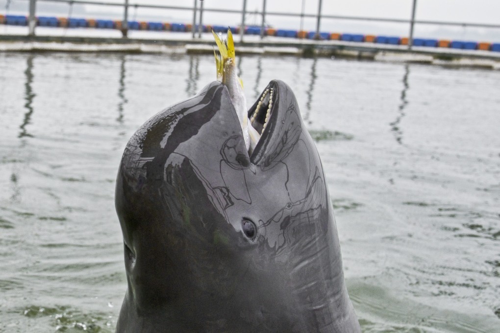 A finless porpoise in the Tianezhou Oxbow Nature Reserve, in the Yangtze River Basin, in China’s Hubei province. Photo: Justin Jin