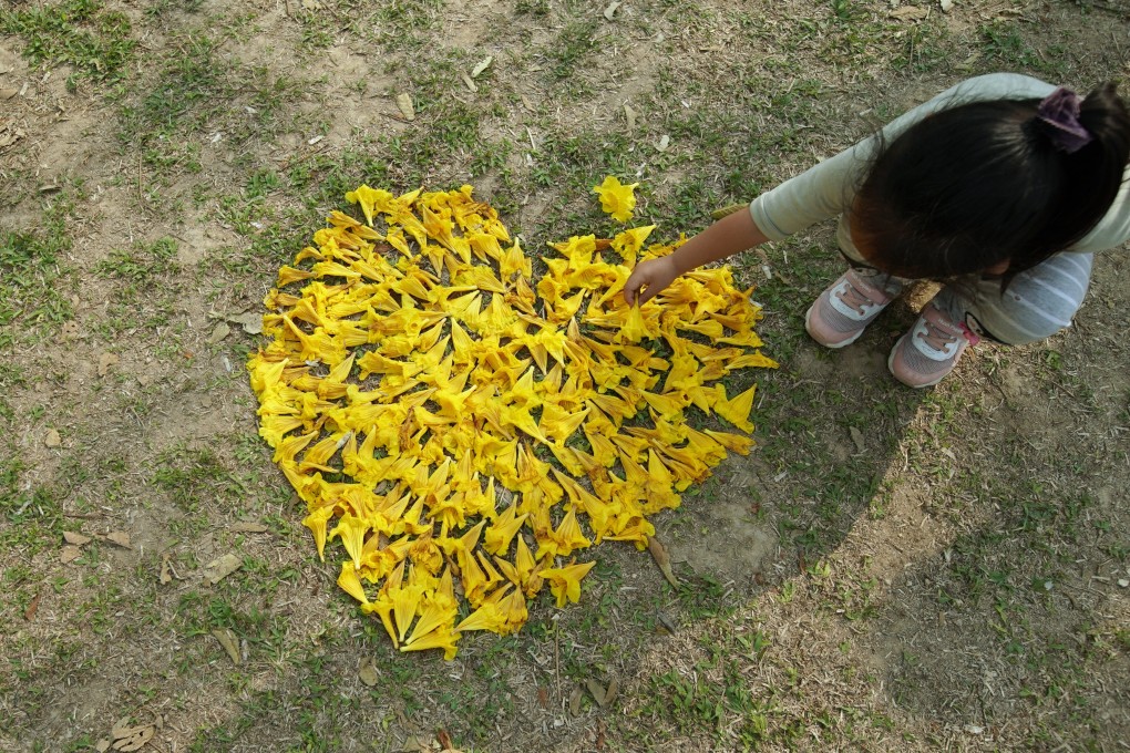 A little girl makes a heart with flowers from a Golden Trumpet tree at Nam Cheong Park in Hong Kong’s Sham Shui Po district, on March 14. Photo: Felix Wong