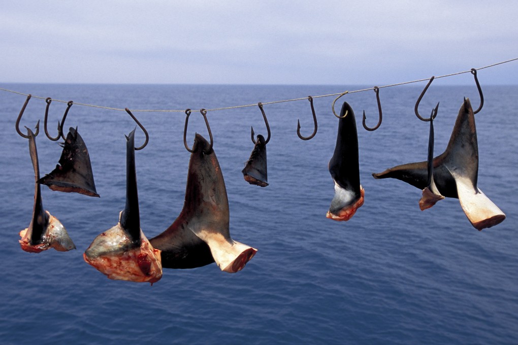 If more diners can be persuaded to say no to shark fin, they can help make the supply chain less profitable which, hopefully, can ultimately halt the slaughter. The fins pictured are from a shark finning camp in Mexico. Photo: Getty Images