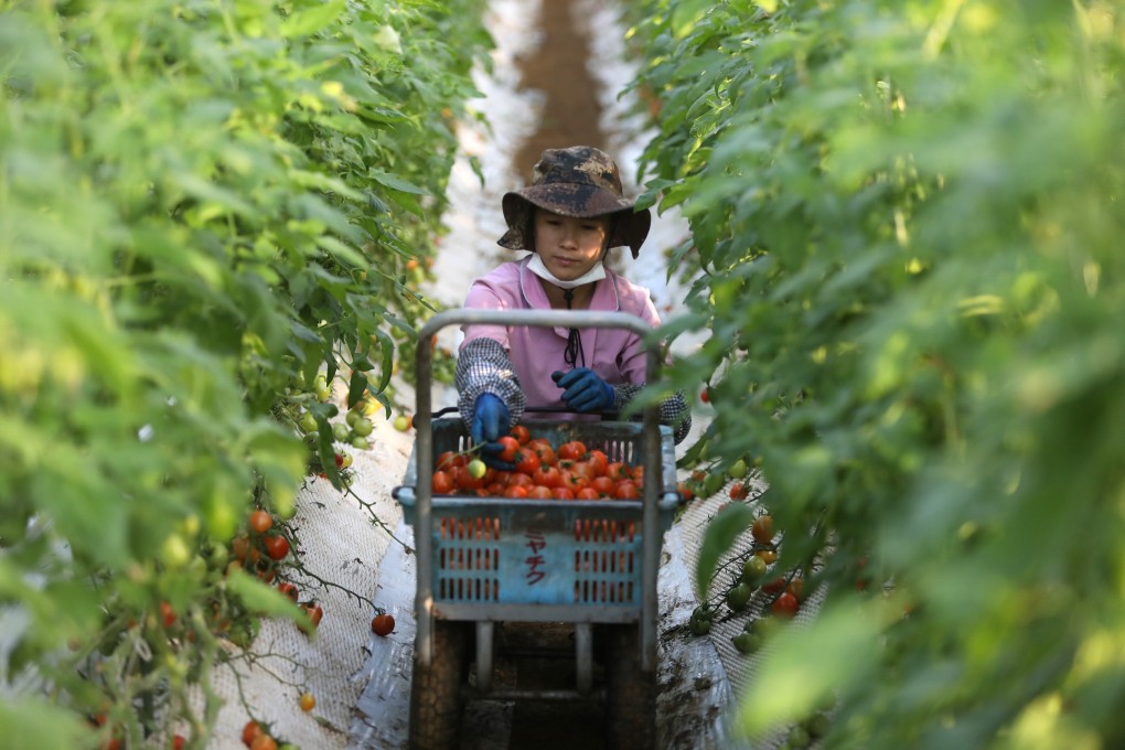 A Vietnamese worker picks tomatoes at a farm in Asahi, Japan’s Chiba prefecture. Photo: Bloomberg