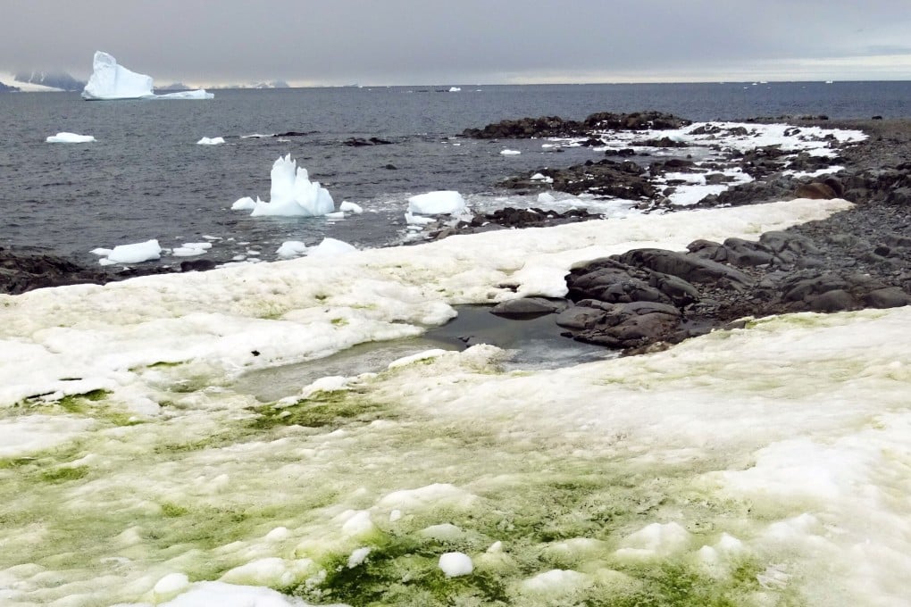Green snow algae near Rothera Research Station at Rothera Point in Antarctica. Photo: Dr Matt Davey / University of Cambridge / SAMS / AFP