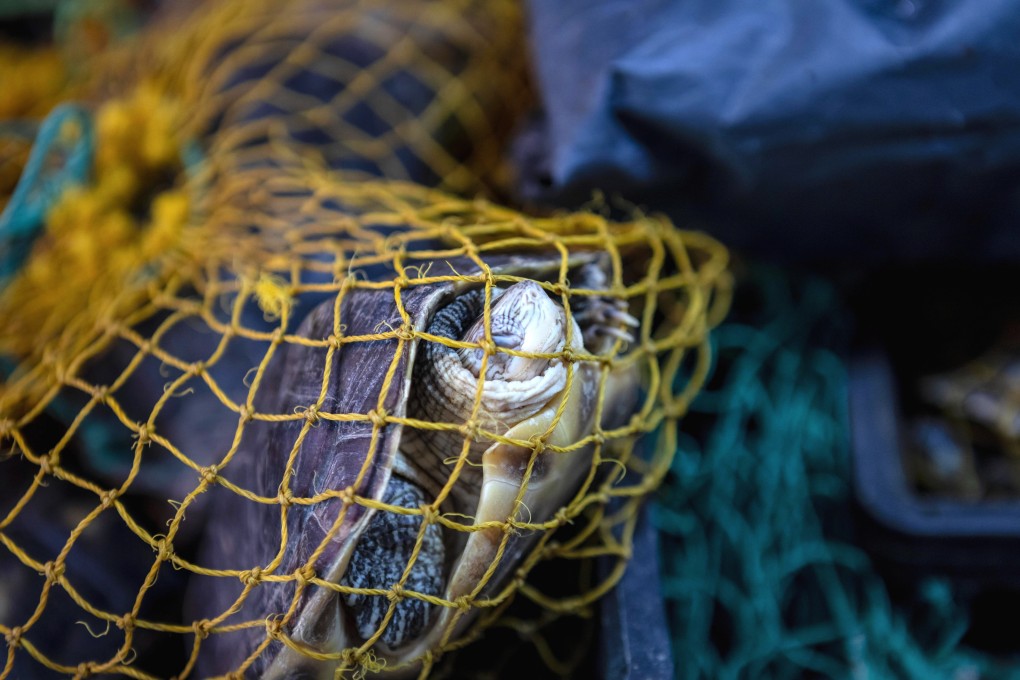 Live turtles on display at a farmer’s market in Guangzhou, in Guangdong province of southern China, on May 4. Photo: EPA-EFE