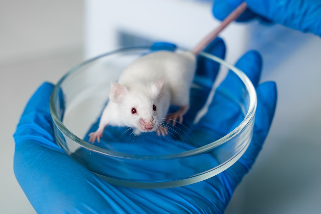 Tests of the vaccine on mice showed a strong immune response. Photo: Shutterstock