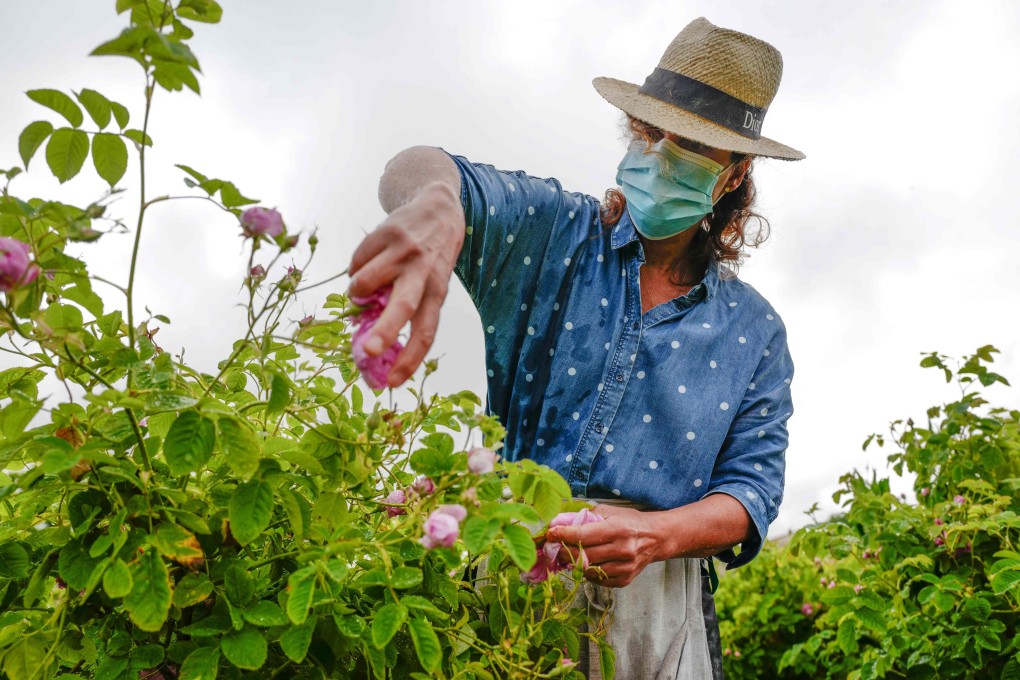 A worker picks centifolia roses for Christian Dior at Domaine de Manon in Grasse, southern France. ‘Working with a mask and not smelling is pretty frustrating,’ says horticulturist Carole Biancalana. Photo: Valery Hache/AFP