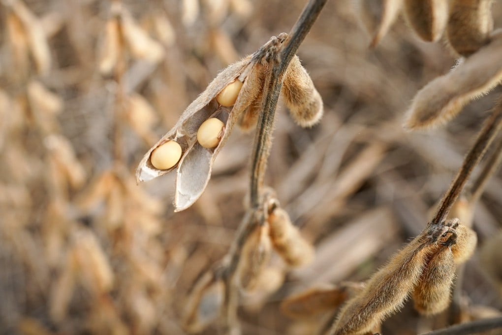 Soybeans are used to make animal feed and edible oil in China. Photo: Reuters