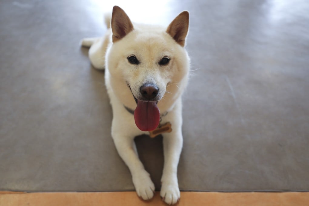 Gohan is part of HKUST’s animal-assisted therapy programme. Photo: Xiaomei Chen