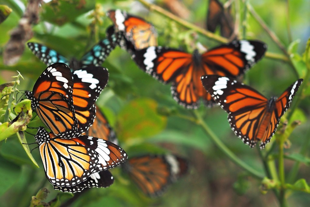 Tiger butterflies collect alkaloids that help create pheromones to attract females in Pui O, Lantau. Hong Kong has an impressive tally of around 245 butterfly species. Photo: Martin Williams
